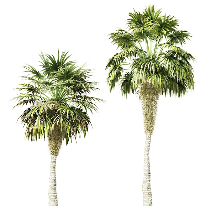 Elegant Trio of Chinese Palms 3D model image 2