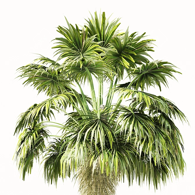 Elegant Trio of Chinese Palms 3D model image 3