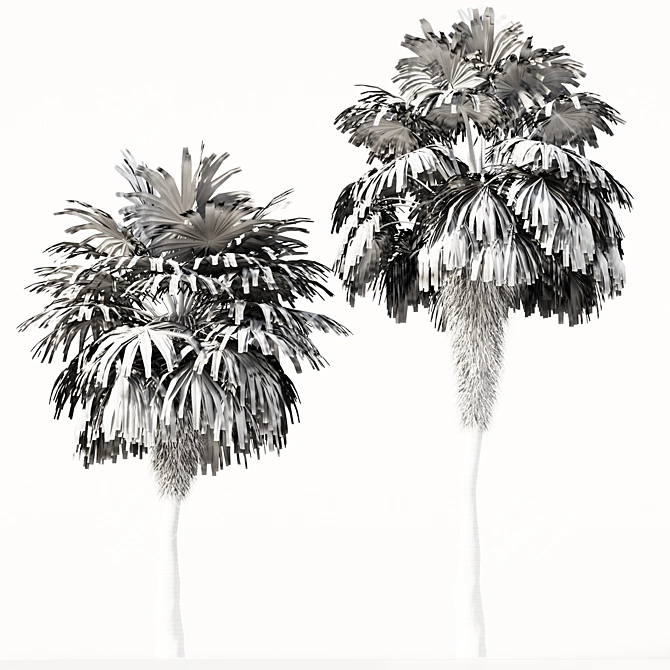 Elegant Trio of Chinese Palms 3D model image 4