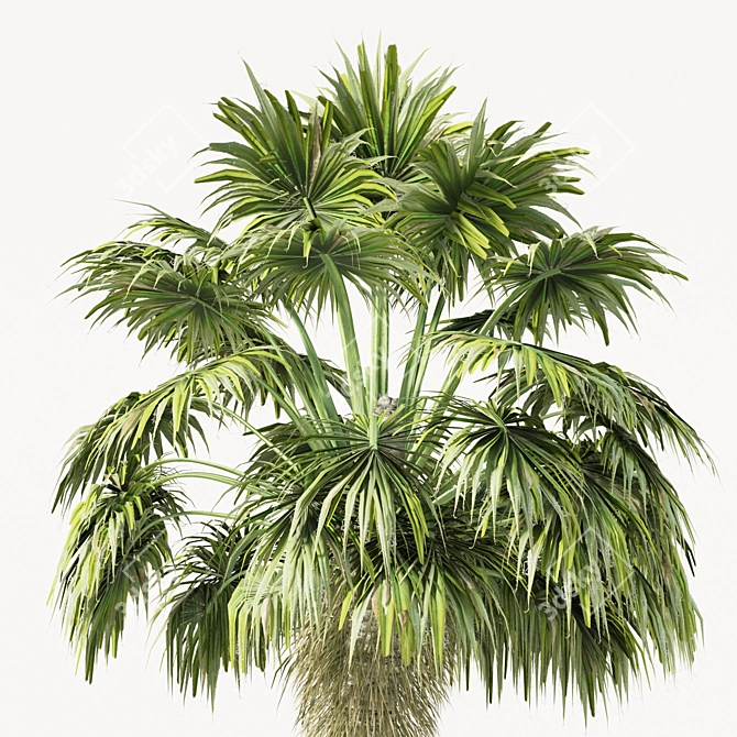 Elegant Trio of Chinese Palms 3D model image 7