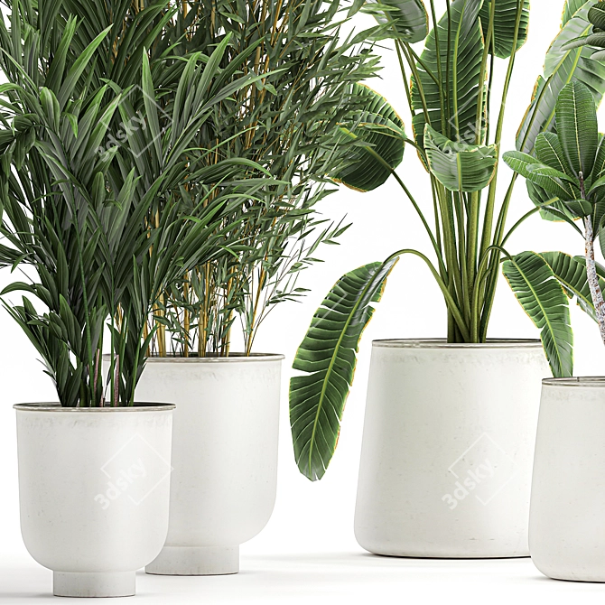 Exotic Plant Collection in White Planters 3D model image 4