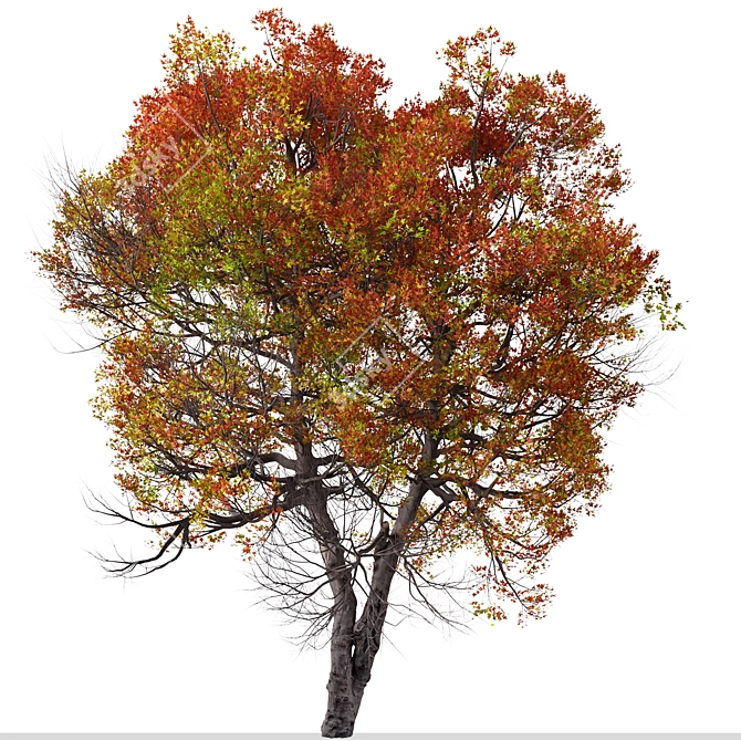 Trident Maple Tree: Beautifully Hardy & Easy to Grow 3D model image 3