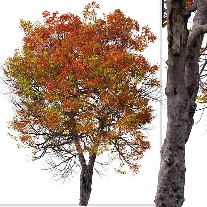 Trident Maple Tree: Beautifully Hardy & Easy to Grow 3D model image 5