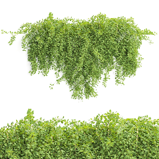 Wall Plants Collection: Volume 56 3D model image 2