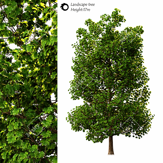 Exterior Landscape Tree - 17m Height 3D model image 1