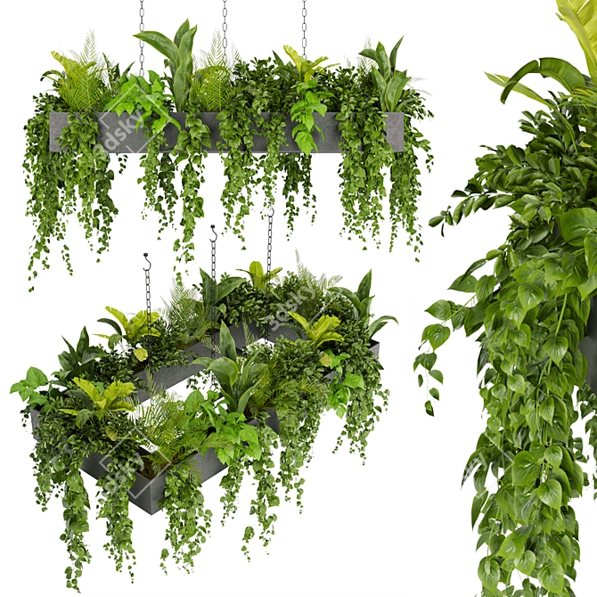 Hanging Indoor Ampelous Collection Plant 3D model image 1