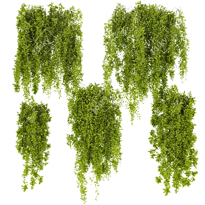  Premium Ivy Leaf Outdoor Collection 3D model image 1