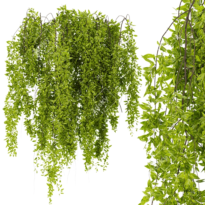  Premium Ivy Leaf Outdoor Collection 3D model image 2