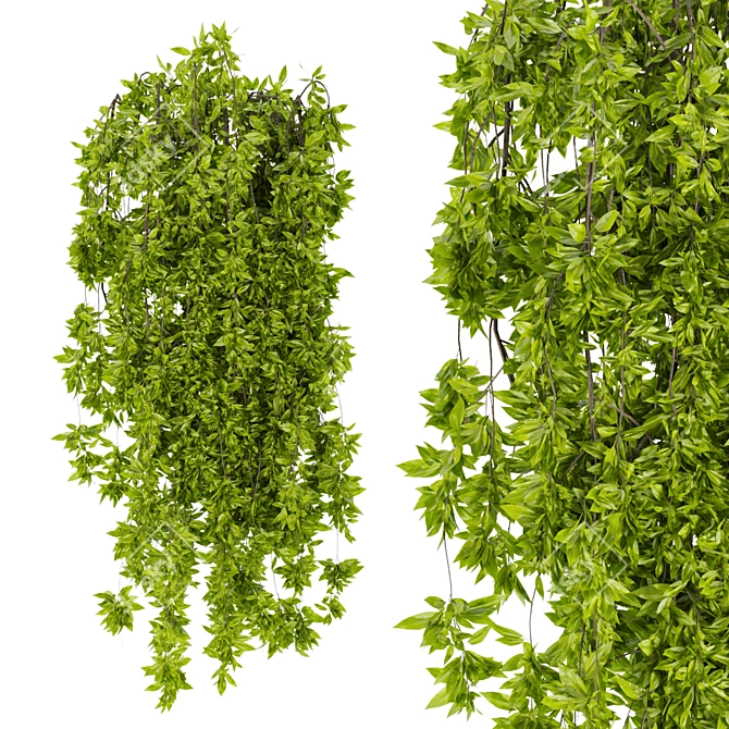  Premium Ivy Leaf Outdoor Collection 3D model image 4