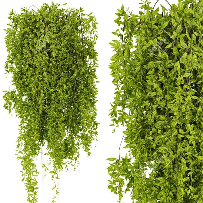  Premium Ivy Leaf Outdoor Collection 3D model image 5