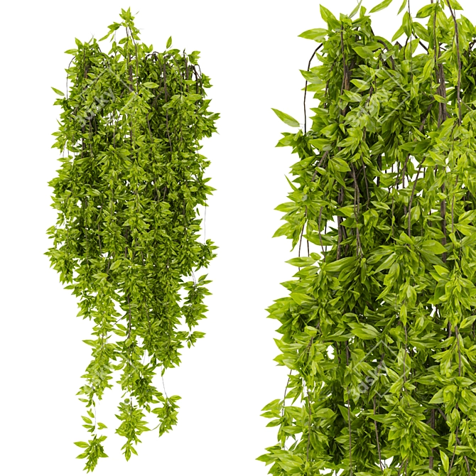 Premium Ivy Leaf Outdoor Collection 3D model image 6