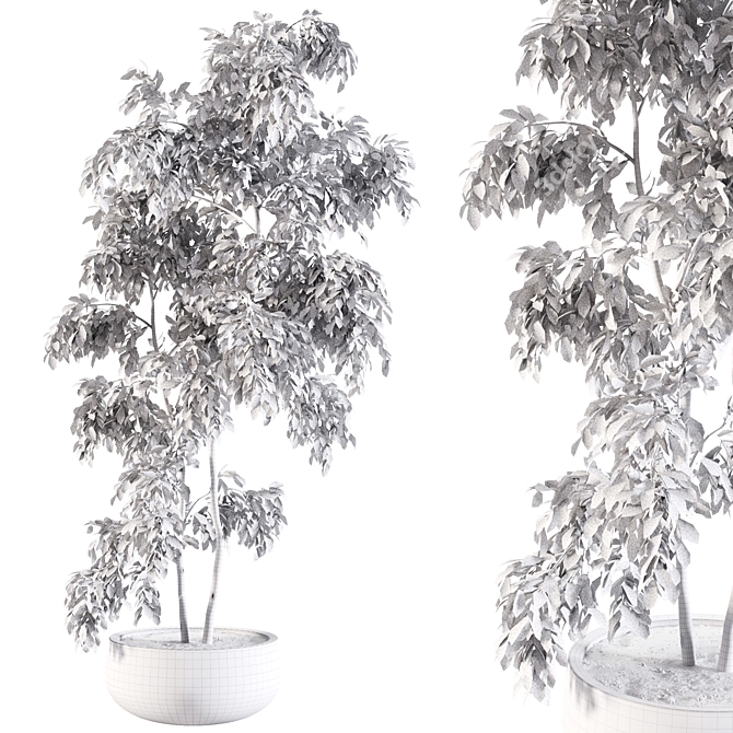 Elegant Ficus Indoor Plant 3D model image 3