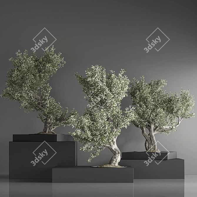 Zen Bonsai Indoor Plant Set 3D model image 4