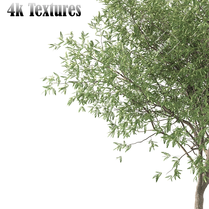 Persian Ironwood Tree (2-Pack) 3D model image 3