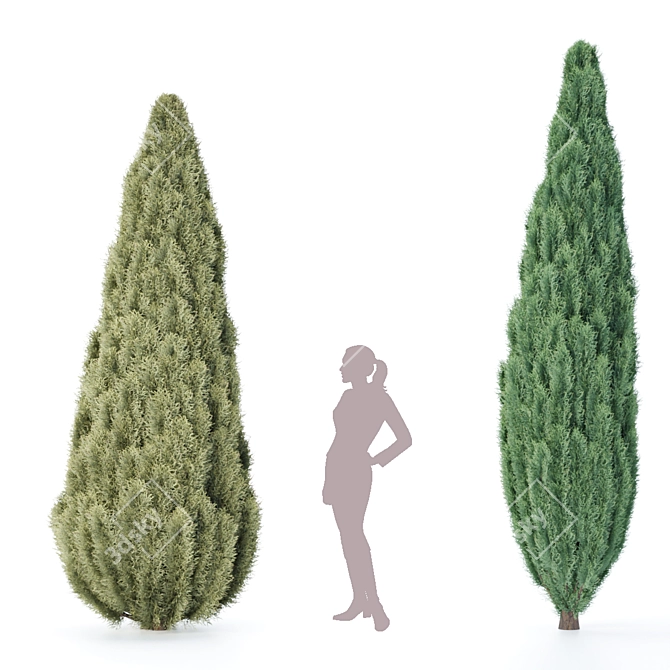 Northern Juniper Trees Collection 3D model image 2