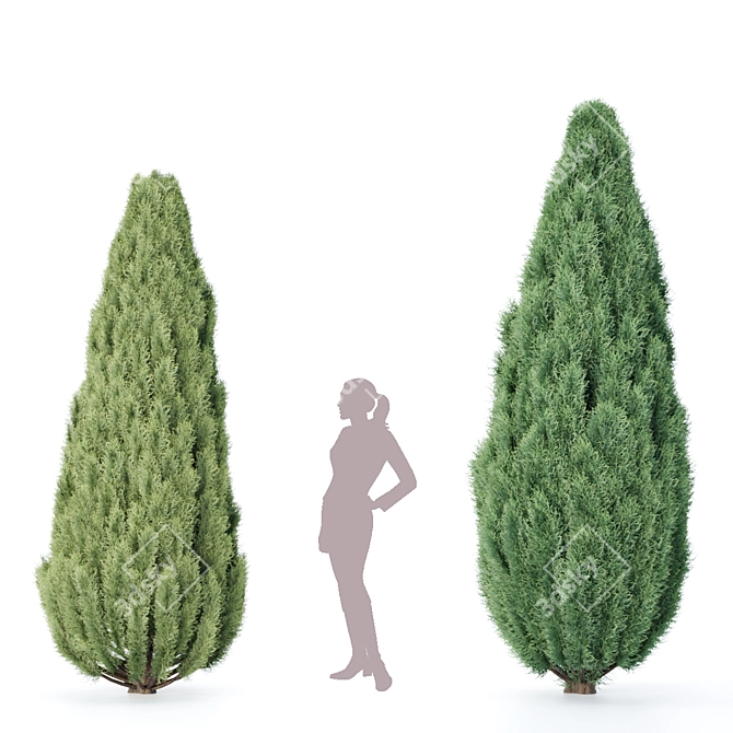 Northern Juniper Trees Collection 3D model image 3