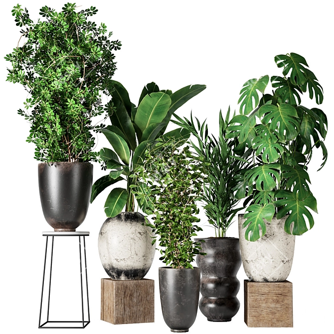 Five Plant Collection - Indoor/outdoor Ornamental Plants 3D model image 7