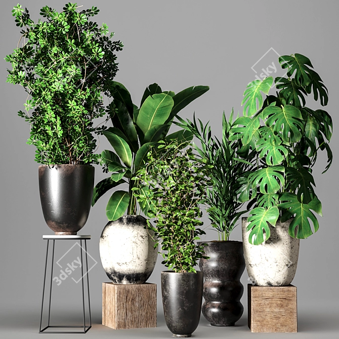 Five Plant Collection - Indoor/outdoor Ornamental Plants 3D model image 8