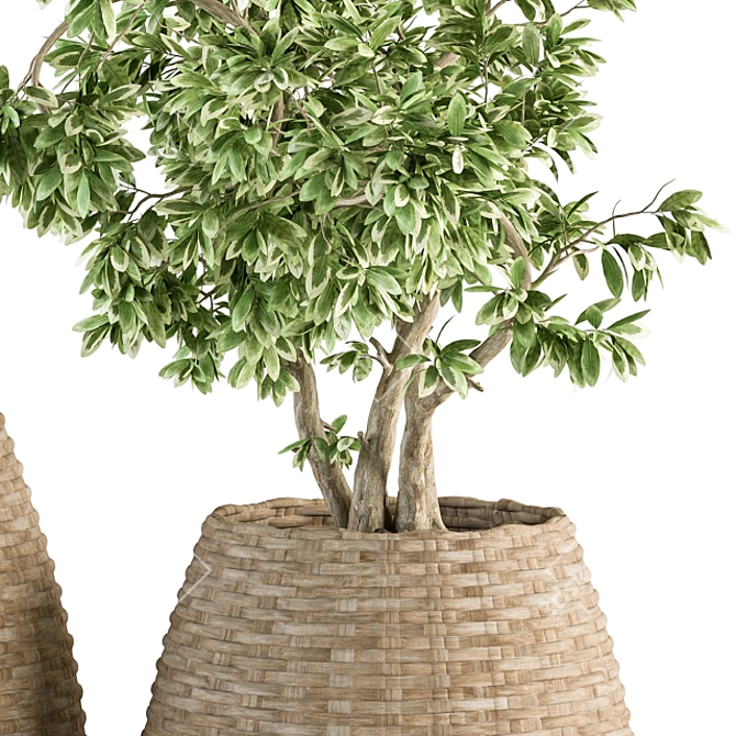 333 Indoor Plant Set: Tree & Plant in Mat Pot 3D model image 4