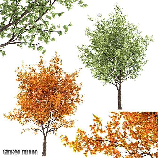 Ginkgo biloba - Ancient Beauty 3D model image 1