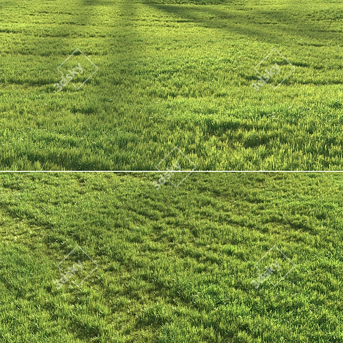 Sunset Grass 3D Asset Bundle 3D model image 3