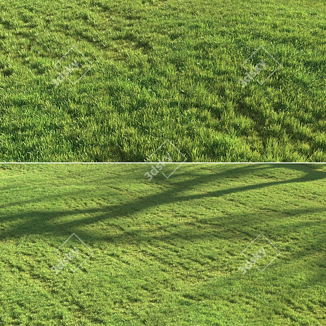 Sunset Grass 3D Asset Bundle 3D model image 4