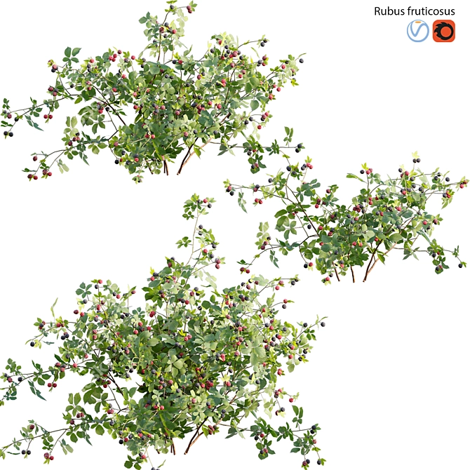 Rubus Fruticosus: Blackberry 3D Model 3D model image 1