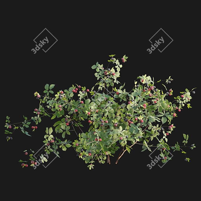 Rubus Fruticosus: Blackberry 3D Model 3D model image 5