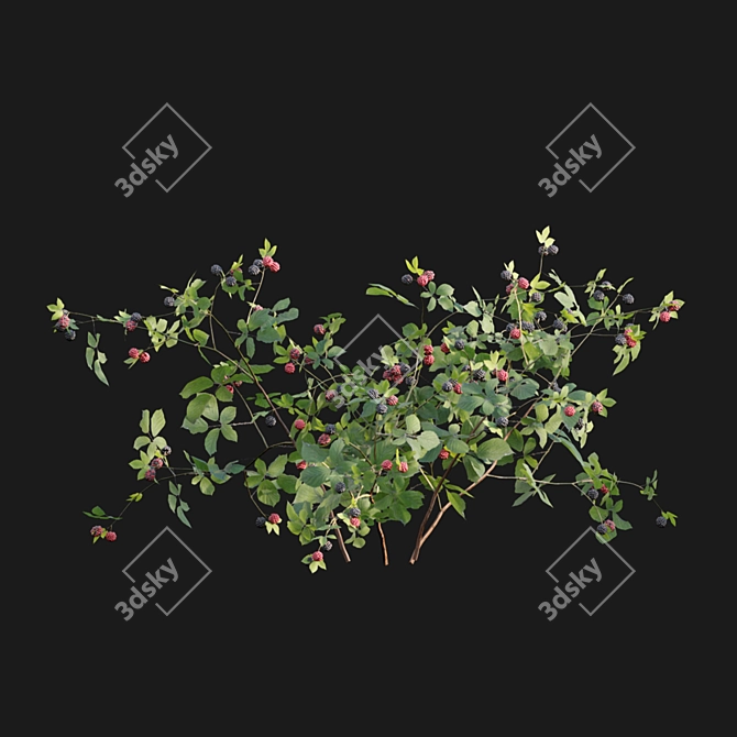 Rubus Fruticosus: Blackberry 3D Model 3D model image 6