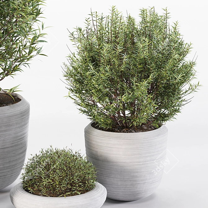 4 Pot Rosemary: Healthy & Fragrant Herb 3D model image 2