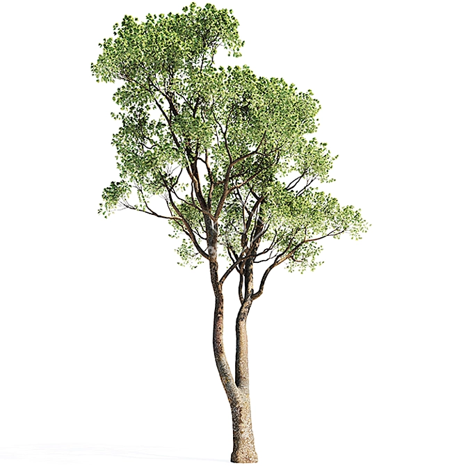 Oak Tree 3D Models | Closeup-Optimized 3D model image 1