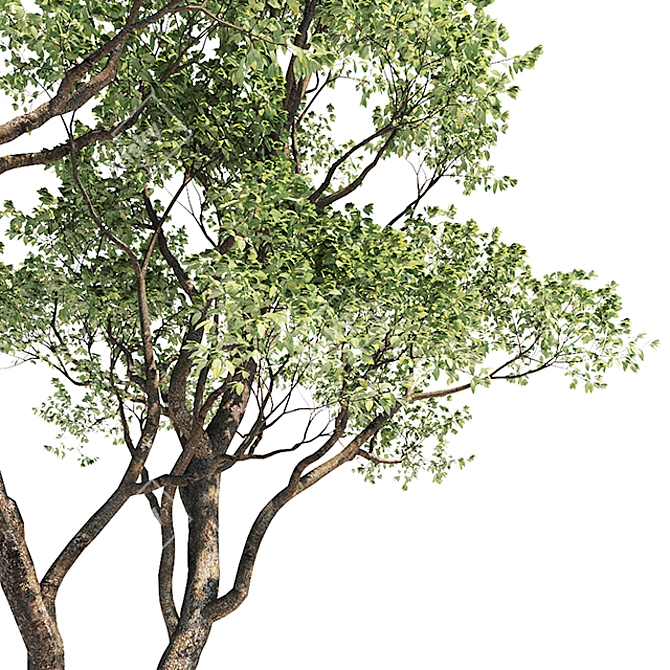 Oak Tree 3D Models | Closeup-Optimized 3D model image 2