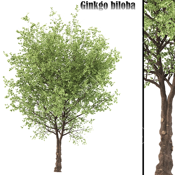 Ancient Ginkgo Biloba Supplement 3D model image 1