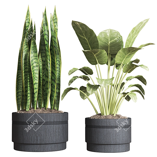 Indoor Plant Collection: 13 Varieties 3D model image 3