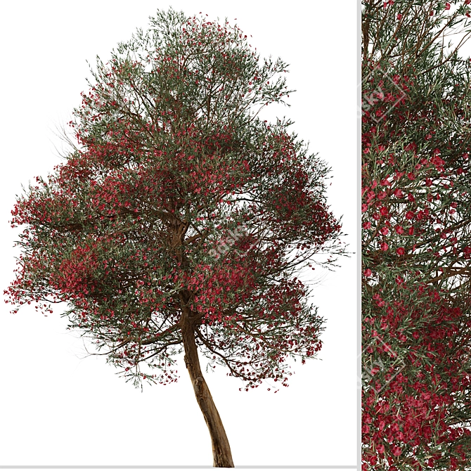 Manuka Tree: Native Beauty for Your Garden 3D model image 2