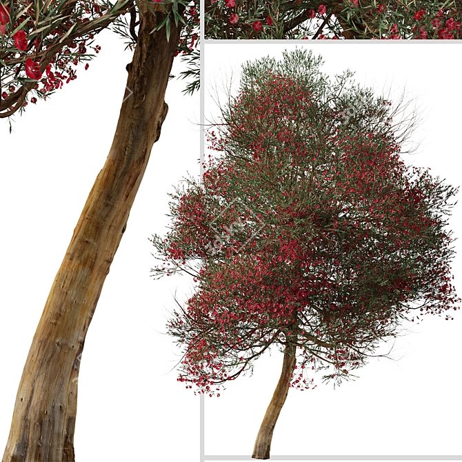 Manuka Tree: Native Beauty for Your Garden 3D model image 4