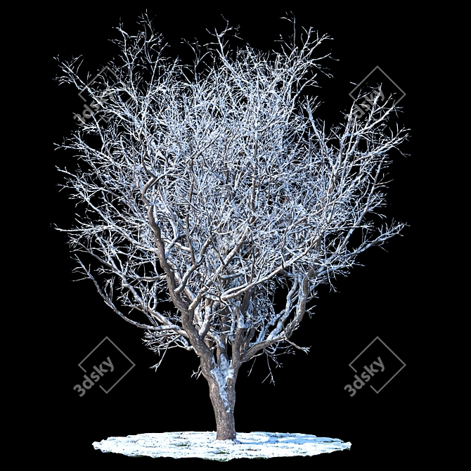 Frosty Apple Tree 3D model image 1