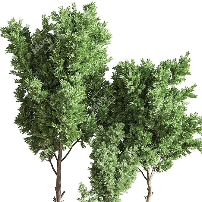 Versatile Indoor Plant Set 3D model image 5