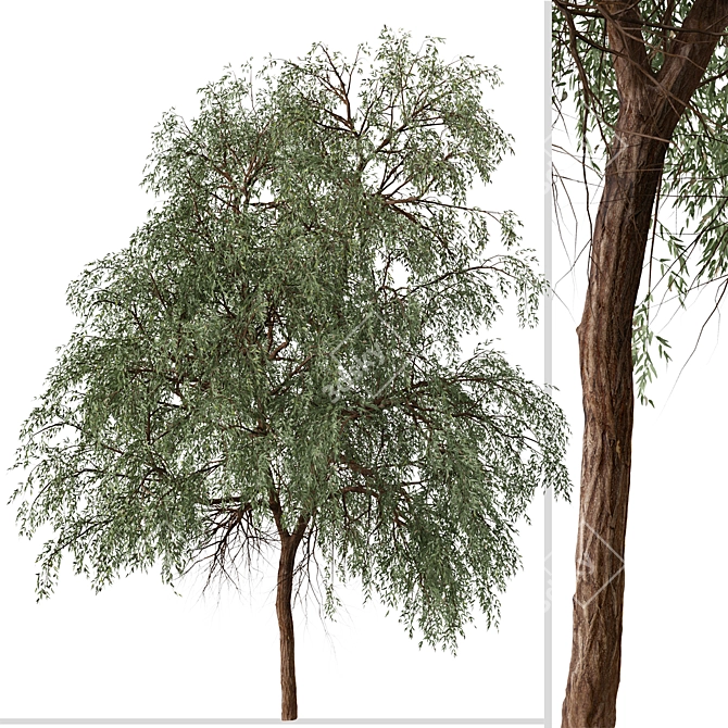 Eucalyptus sideroxylon Set: Majestic Red Ironbark 3D model image 2