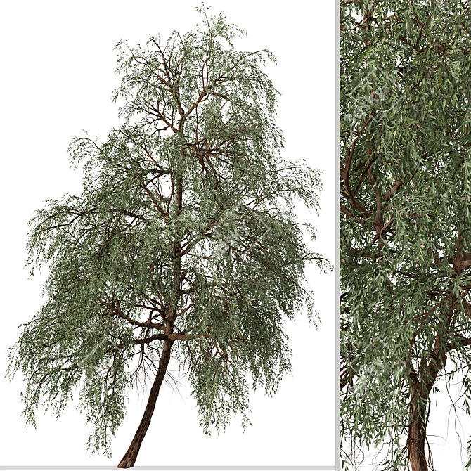 Eucalyptus sideroxylon Set: Majestic Red Ironbark 3D model image 6