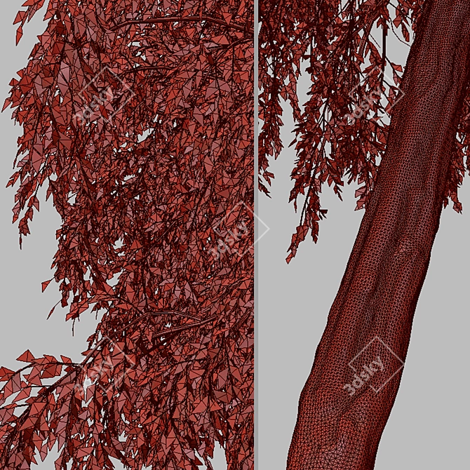 Eucalyptus sideroxylon Set: Majestic Red Ironbark 3D model image 7