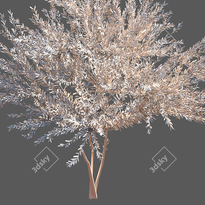 Everlasting Olive Tree 3D model image 6