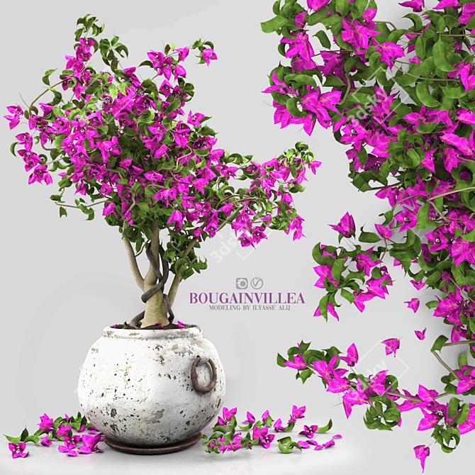 Blooming Bougainvillea Tree 3D model image 2