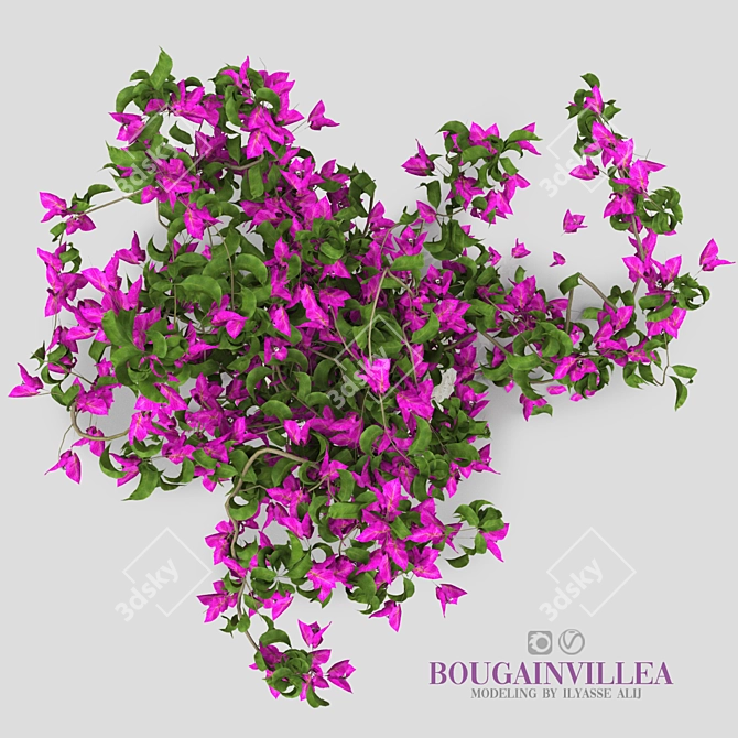 Blooming Bougainvillea Tree 3D model image 3