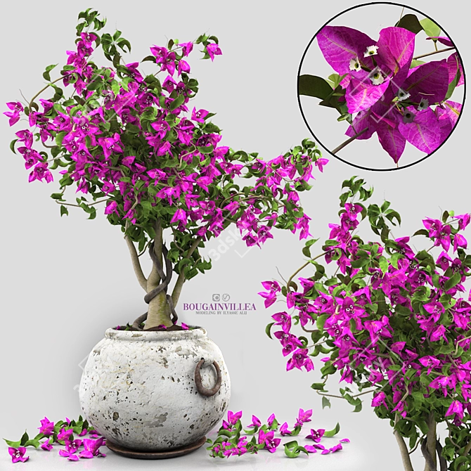 Blooming Bougainvillea Tree 3D model image 4
