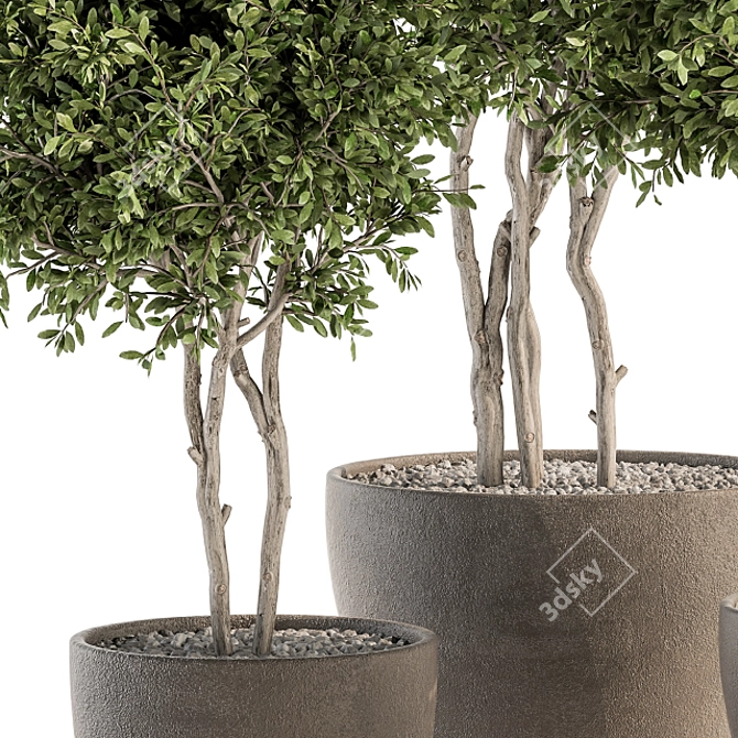 Concrete Pot Outdoor Plant Set 3D model image 4