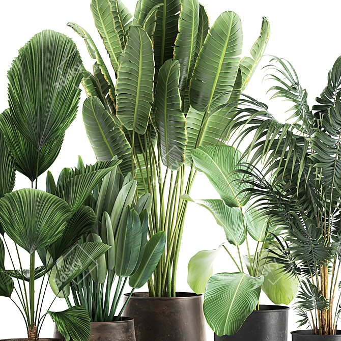 Tropical Plant Collection in Reclaimed Metal Pots 3D model image 5