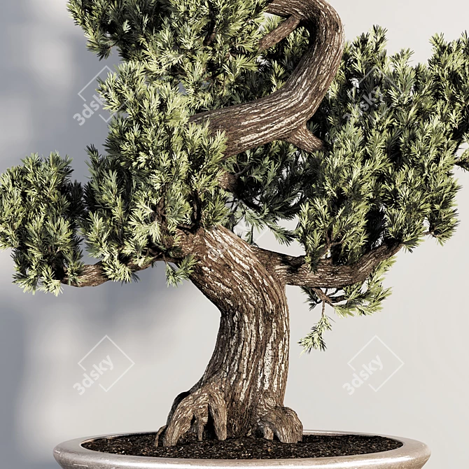 Realistic Bonsai Plant for Closeups 3D model image 2