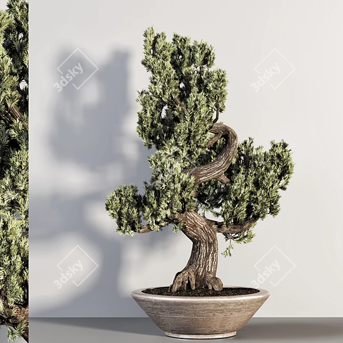 Realistic Bonsai Plant for Closeups 3D model image 3