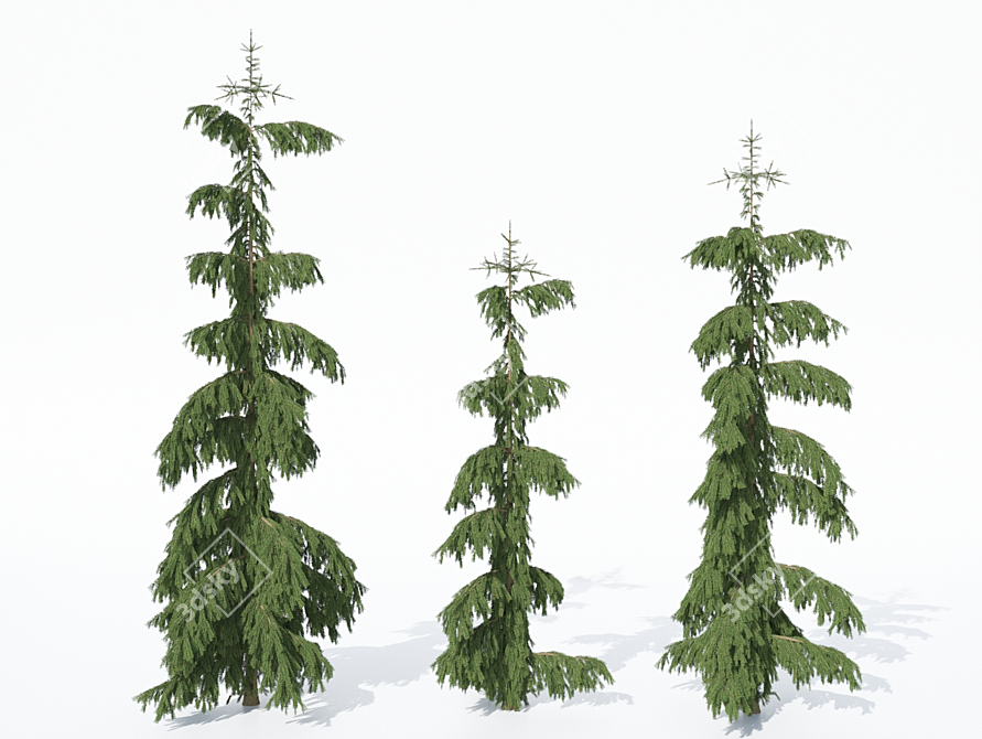 Rothenhaus Norway Spruce: Realistic Texture - 2.5m, 3m, or 3.5m 3D model image 1